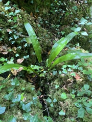 Asplenium scolopendrium