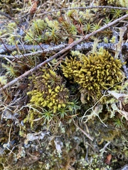 Aulacomnium androgynum