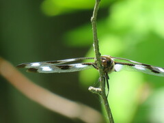 Libellula pulchella