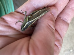 Melanoplus bivittatus