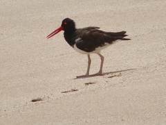 Haematopus palliatus