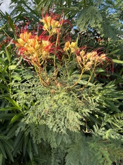 Erythrostemon gilliesii