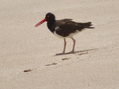 Haematopus palliatus