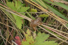Rana