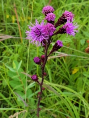 Liatris ligulistylis