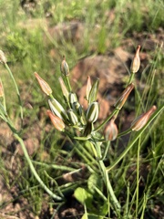 Albuca