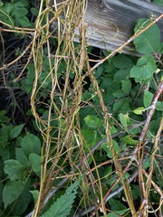 Cuscuta lupuliformis