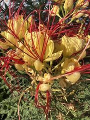 Erythrostemon gilliesii