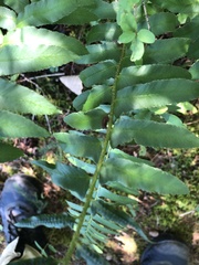 Polystichum acrostichoides