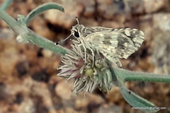 Spialia galba