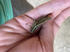Melanoplus bivittatus
