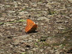 Argynnis paphia