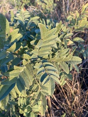 Glycyrrhiza