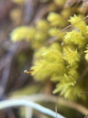 Aulacomnium androgynum