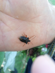 Pentatoma rufipes