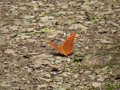 Argynnis paphia