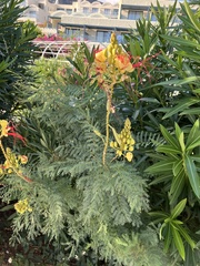 Erythrostemon gilliesii