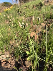 Albuca
