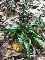 Carex laxiflora