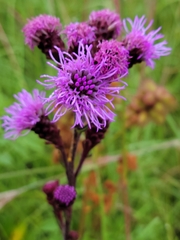 Liatris ligulistylis