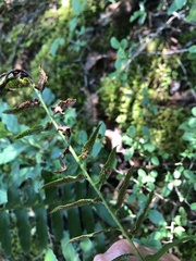 Polystichum acrostichoides