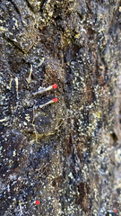 Cladonia macilenta