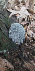 Hypomyces