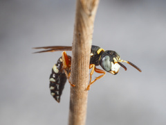 Philanthus ventilabris