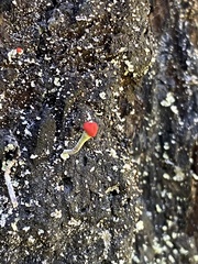 Cladonia macilenta