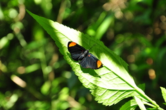 Melanis unxia