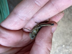 Melanoplus bivittatus