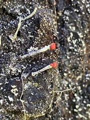 Cladonia macilenta