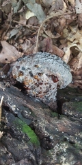 Hypomyces