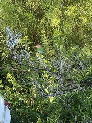 Agapornis roseicollis