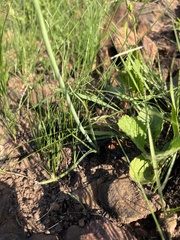 Albuca