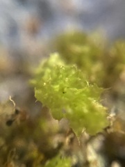 Mnium thomsonii