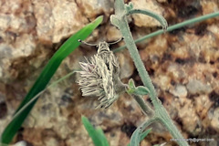 Spialia galba