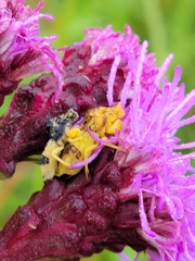 Liatris ligulistylis