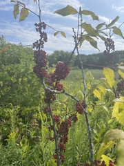 Zanthoxylum americanum