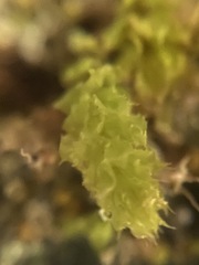 Mnium thomsonii