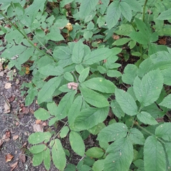 Chaerophyllum aromaticum