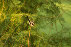 Aegithalos caudatus