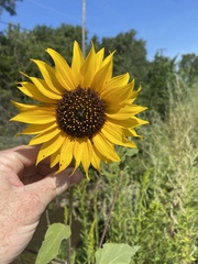 Helianthus annuus