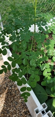 Moringa oleifera