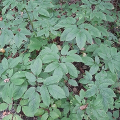 Chaerophyllum aromaticum