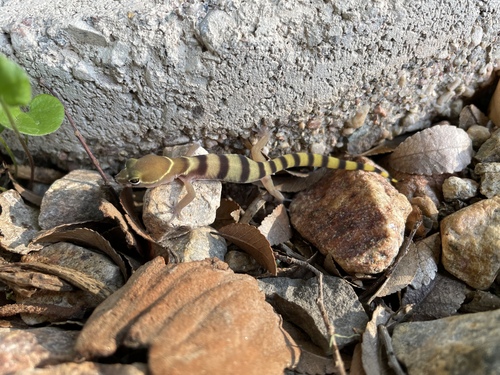 Western Banded Gecko, Coleonyx variegatus