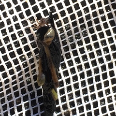 Novisuccinea strigata