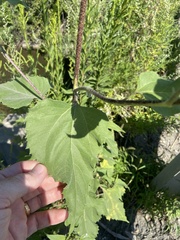 Helianthus annuus