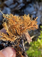 Sphaerophorus venerabilis