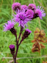 Liatris ligulistylis